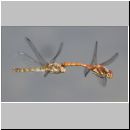 Sympetrum striolatum - Grosse Heidelibelle 00d.jpg